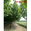 供应速生法桐苗木 12公分15公分法桐 绿化苗木